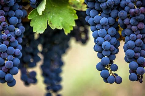 Uva d’Italia - Wine Grape Imports London & Britain